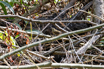 Common Chiffchaff (Phylloscopus collybita) – common in Dublin, Ireland woodlands and parks
