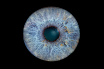 iris of the blue eye