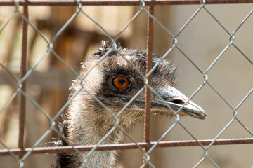 Close detail of emu beak and feathers behind metal bars in rustic animal reserve enclosure