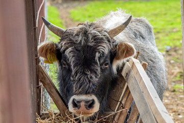 Close-up of shaggy bull eating hay behind wooden fence, facing camera with curious expression