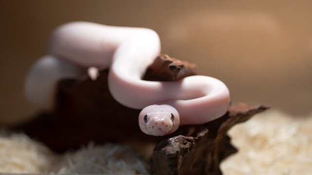 Super Fire Ball Python on Wooden Branch