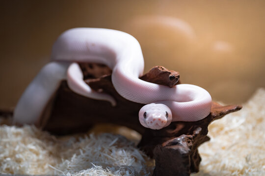 Super Fire Ball Python on Wooden Branch