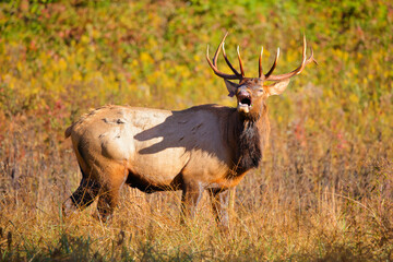 Bull elk on mountainside in habitat. 