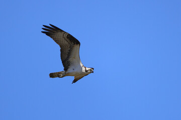 Osprey in flight with prey in talons against blue background. 