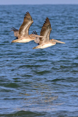 Pair of pelicans flying in the sky flying over ocean surf. 