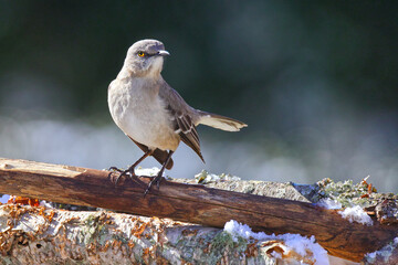 Black and white mockingbird perched on dead branch in snow against blurry background. 