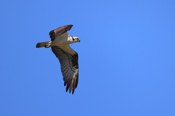 Osprey in flight with prey in talons against blue background. 