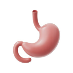 Realistic human stomach illustration for educational and healthcare purposes or medical projects