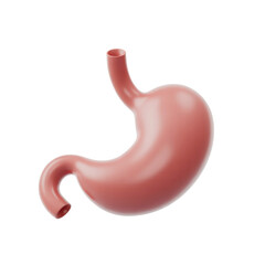 Detailed anatomy of a human stomach organ for educational medical biology illustrations and diagrams