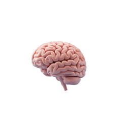 Human brain anatomy detailed side view in black background isolated stock image high resolution