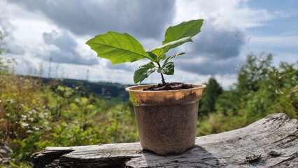 red oak, tree of the year 2025, Planting out red oak seedlings