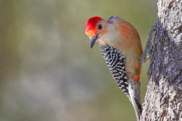 Red bellied woodpecker, perched against blurry background. 
