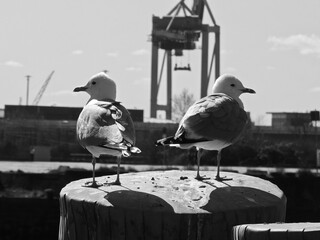 Obraz premium zwei Möve an der Elbe in Hamburg