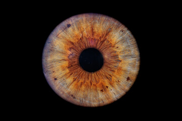 human eye iris on black background