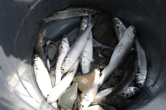 Fototapeta Pêche de sardine