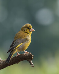 yellow wagtail on a branch