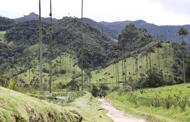 Chemin de randonnée dans la vallée de Cocora - Colombie