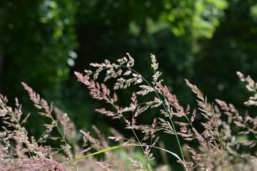Delicate wild grass panicles with a pinkish hue, backlit by soft sunlight in a summer meadow. Selective focus on feathery textures creates a dreamy, serene bokeh background