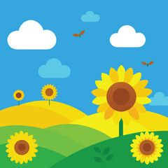 Fototapeta premium sunflower field and blue sky