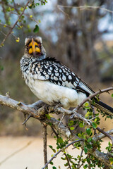 African Red-billed Hornbill 