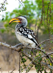 African Red-billed Hornbill 