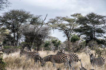 Zebra landscape poster