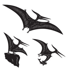 Set of 3 Pterodactyl Silhouettes as Flying Reptile Vector Icons © MAHEDI