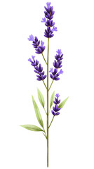 Obraz premium Isolated transparent A beautiful lavender flower illustrating nature's vibrant colors and serenity. PNG die-cut element for advertising