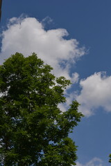 A vibrant low-angle shot of a green tree's canopy against a clear blue sky, accented by fluffy white clouds, representing a beautiful and serene summer day outdoors