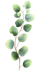 Obraz premium Isolated transparent A close-up view of a vibrant green plant branch with round leaves. PNG die-cut element for advertising