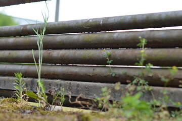 A low-angle close-up of a small, resilient plant growing between a weathered metal fence and the...