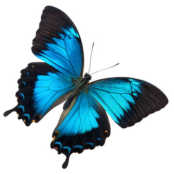 Stunning Ulysses Butterfly (Papilio Ulysses) with Vibrant Blue Wings