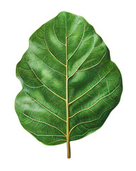 Isolated transparent A vibrant green leaf showcasing intricate veining and natural beauty. PNG die-cut element for advertising