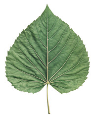 Isolated transparent A vibrant green leaf showcasing intricate veins and a healthy structure. PNG die-cut element for advertising