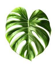 Isolated transparent A vibrant green monstera leaf showcasing its unique and attractive shape. PNG die-cut element for advertising