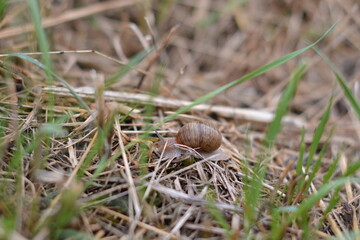 A horizontal macro shot of a small brown snail slowly moving across a patch of dry grass and dirt, capturing the slow and peaceful movement of nature