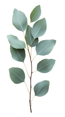 Obraz premium Isolated transparent Beautiful eucalyptus leaves showcasing their vibrant green hues and unique shapes. PNG die-cut element for advertising