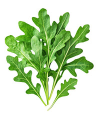 Isolated transparent Fresh arugula leaves arranged beautifully for culinary use or gardening. PNG die-cut element for advertising