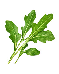 Isolated transparent Fresh arugula leaves perfect for salads and garnishing culinary dishes. PNG die-cut element for advertising