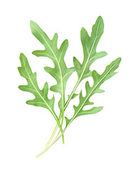 Isolated transparent Fresh arugula leaves showcasing their vibrant green color and unique leaf shape. PNG die-cut element for advertising