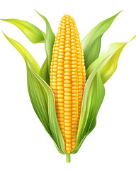 Isolated transparent Fresh corn on the cob with vibrant yellow kernels and green husks ready for harvest. PNG die-cut element for advertising