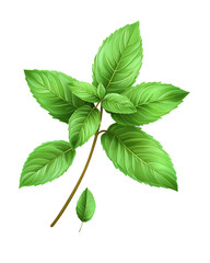 Isolated transparent Fresh green leaves with a vibrant appearance for natural themed designs. PNG die-cut element for advertising