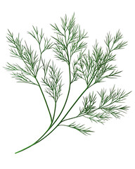 Isolated transparent Fresh green herb with feathery leaves, perfect for culinary use and garnishing. PNG die-cut element for advertising