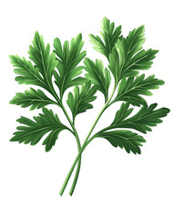 Isolated transparent Fresh parsley leaves, vibrant green, perfect for culinary use and garnishing dishes. PNG die-cut element for advertising