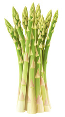 Isolated transparent Fresh, vibrant asparagus bunch ready for cooking or healthy meal preparation. PNG die-cut element for advertising