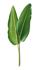 Isolated transparent Two lush green leaves showcasing vibrant foliage and natural beauty. PNG die-cut element for advertising