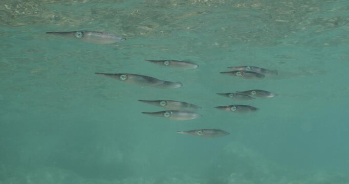 squid school underwater close up cuttlefish big eye sepioteuthis lessoniana Decapodiformes 