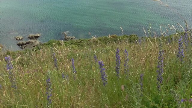 Viper's Bugloss (Echium vulgare) Flowers Growing On A Cliff By The Sea In Wales, U.K.