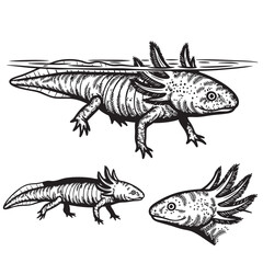 Set of 3 Axolotl Silhouettes as an Aquatic Salamander Icon Set
