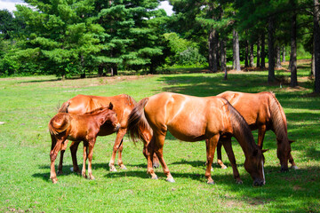 Fototapeta premium Wild Horses of Breathitt County Kentucky
